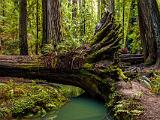 Montgomery Woods 003